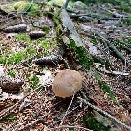 Eifelvilla Zur Kirsche - Wellness Und * Burbach (Bitburg-Prum)